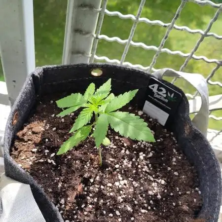 Tasty Lemon Cherry Cookies Outdoor