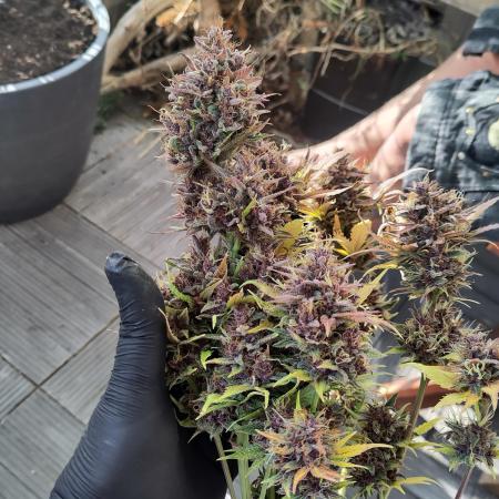 Purple Lemonade 150W