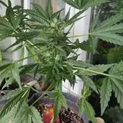 Outdoor Lemon Haze