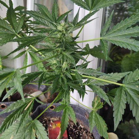 Outdoor Lemon Haze