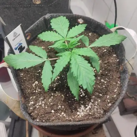 First Indoor Grow