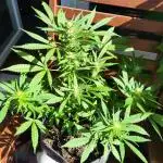 Outdoor Purple Haze Auto
