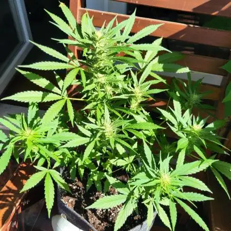 Outdoor Purple Haze Auto