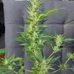 Outdoor Purple Haze Auto