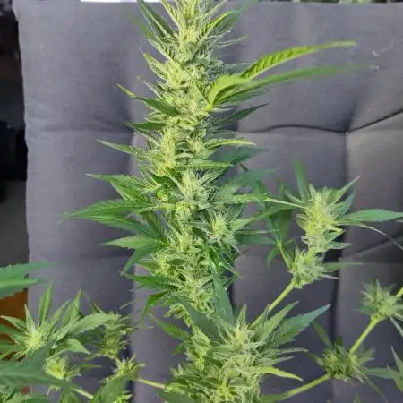 Outdoor Purple Haze Auto