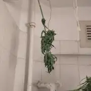 Outdoor Lemon Haze