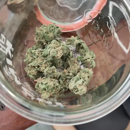 Green Crack F1 Outdoor - Living Soil