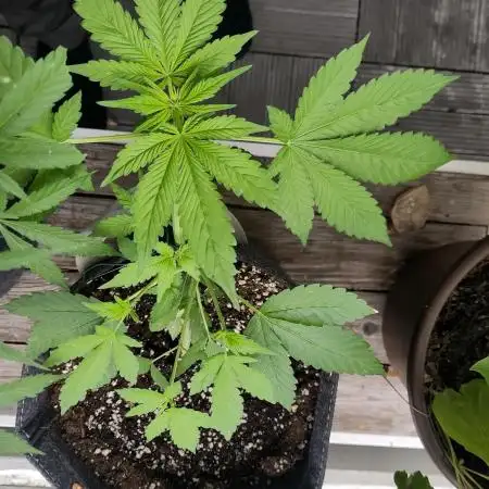 Tasty Lemon Cherry Cookies Outdoor