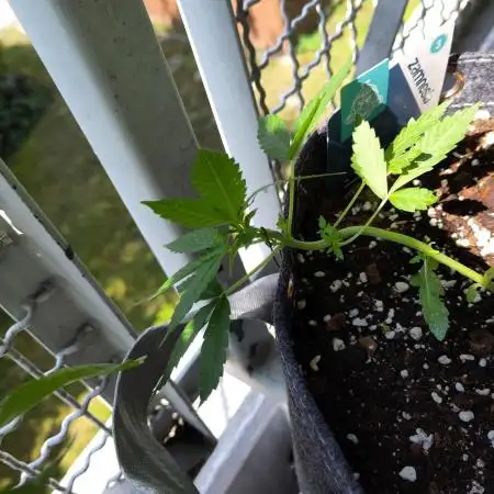 Outdoor Purple Haze Auto