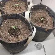 Jack Herer Auto Indoor