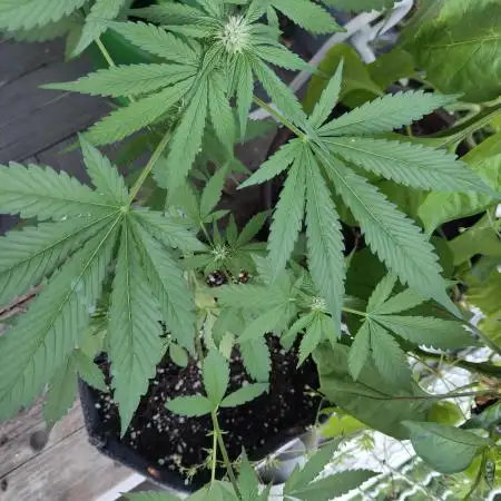 Tasty Lemon Cherry Cookies Outdoor