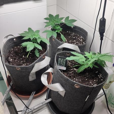 Purple Lemonade 150W