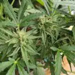 Green Crack F1 Outdoor - Living Soil
