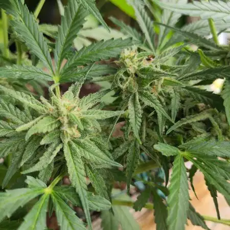 Green Crack F1 Outdoor - Living Soil