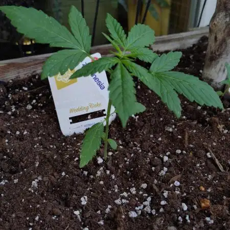 Wedding Cake Auto Outdoor - Living Soil