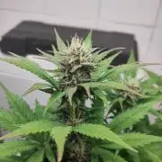 Purple Lemonade 150W
