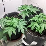 Purple Lemonade 150W