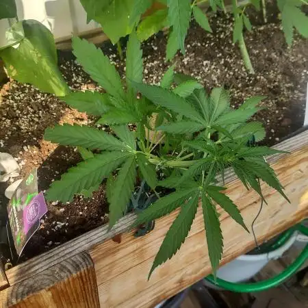 Green Crack F1 Outdoor - Living Soil