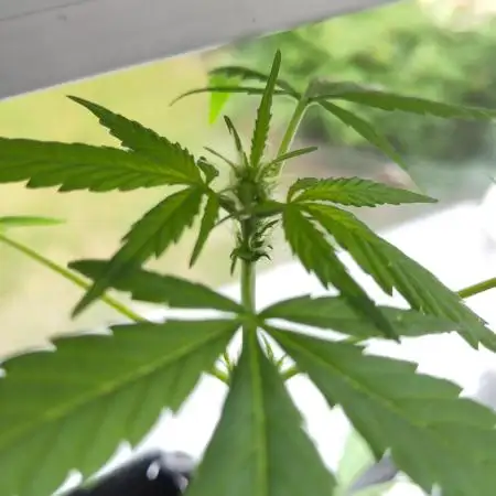 White Widdow Training Experiment