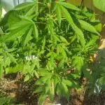 Wedding Cake Auto Outdoor - Living Soil