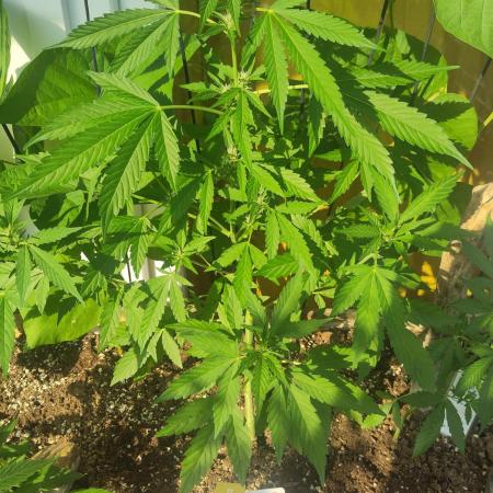 Wedding Cake Auto Outdoor - Living Soil