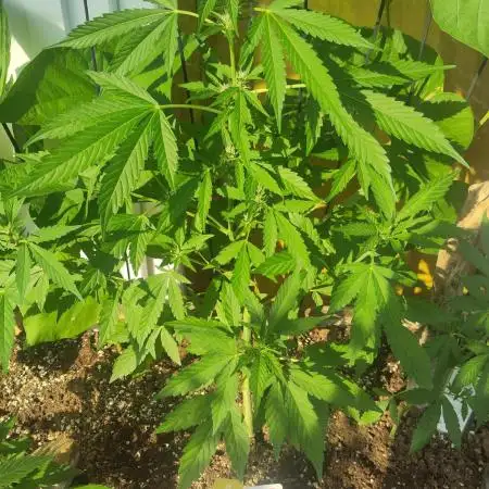 Wedding Cake Auto Outdoor - Living Soil
