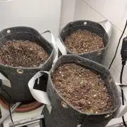 Purple Lemonade 150W