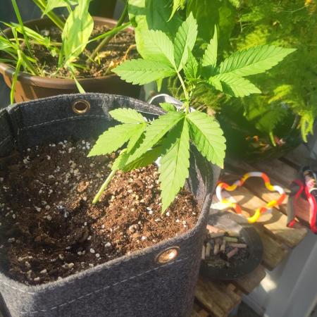 Tasty Lemon Cherry Cookies Outdoor