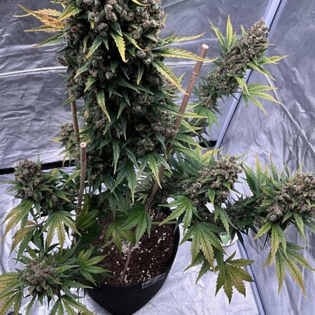 Cherry C, Strawberry G, Crystal Meth