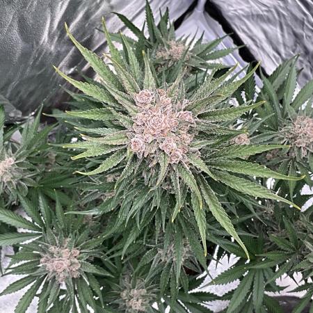 Cherry C, Strawberry G, Crystal Meth