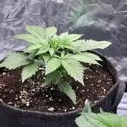 Gelato Auto, Gorilla C, Strawberry G