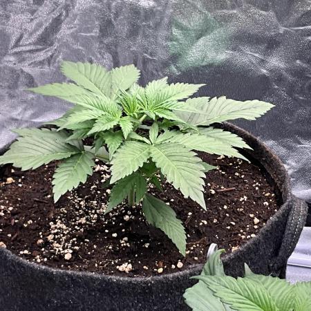 Gelato Auto, Gorilla C, Strawberry G