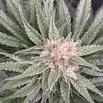 Cherry C, Strawberry G, Crystal Meth