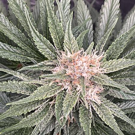 Cherry C, Strawberry G, Crystal Meth