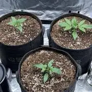 Gelato Auto, Gorilla C, Strawberry G