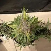 Cherry C, Strawberry G, Crystal Meth