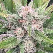 Gelato Auto, Gorilla C, Strawberry G