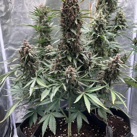 Cherry C, Strawberry G, Crystal Meth