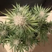 Cherry C, Strawberry G, Crystal Meth