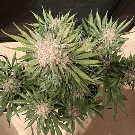 Cherry C, Strawberry G, Crystal Meth