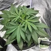 Gelato Auto, Gorilla C, Strawberry G