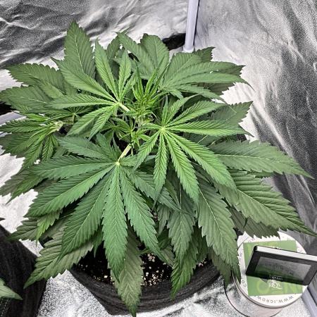 Gelato Auto, Gorilla C, Strawberry G