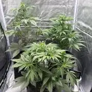 Gelato Auto, Gorilla C, Strawberry G