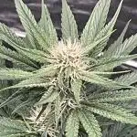 Cherry C, Strawberry G, Crystal Meth