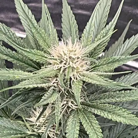 Cherry C, Strawberry G, Crystal Meth