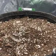 Gelato Auto, Gorilla C, Strawberry G