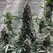 Cherry C, Strawberry G, Crystal Meth