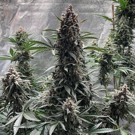 Cherry C, Strawberry G, Crystal Meth