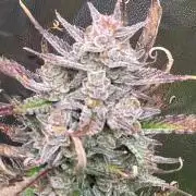 Gelato Auto, Gorilla C, Strawberry G