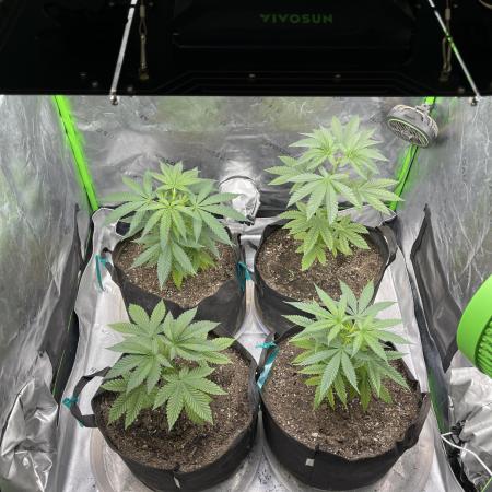 JLG Milk Bubbles & HSC Blueberry Muffin